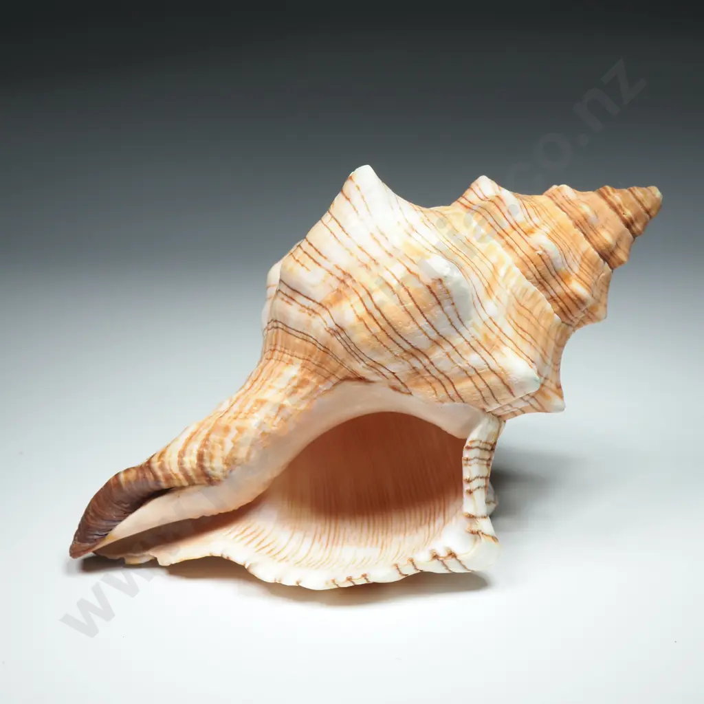 Trapezium Horse Conch Sea Shell - 120mm Image 1++