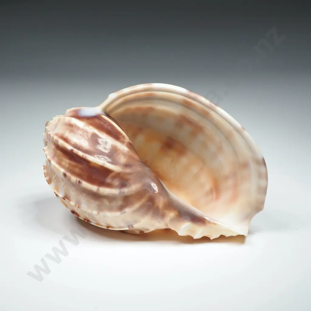Harp Sea Shell - 100mm Image 1++