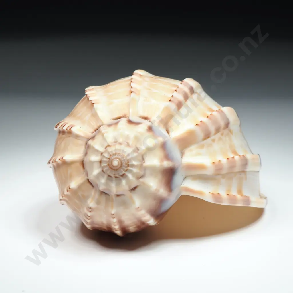 Harp Sea Shell - 100mm Image 1++