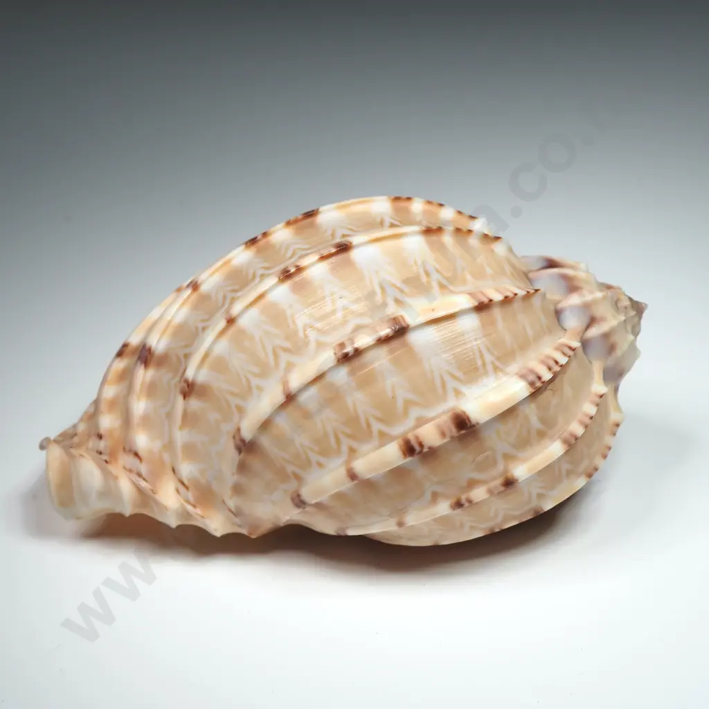 Harp Sea Shell - 100mm Image 1++