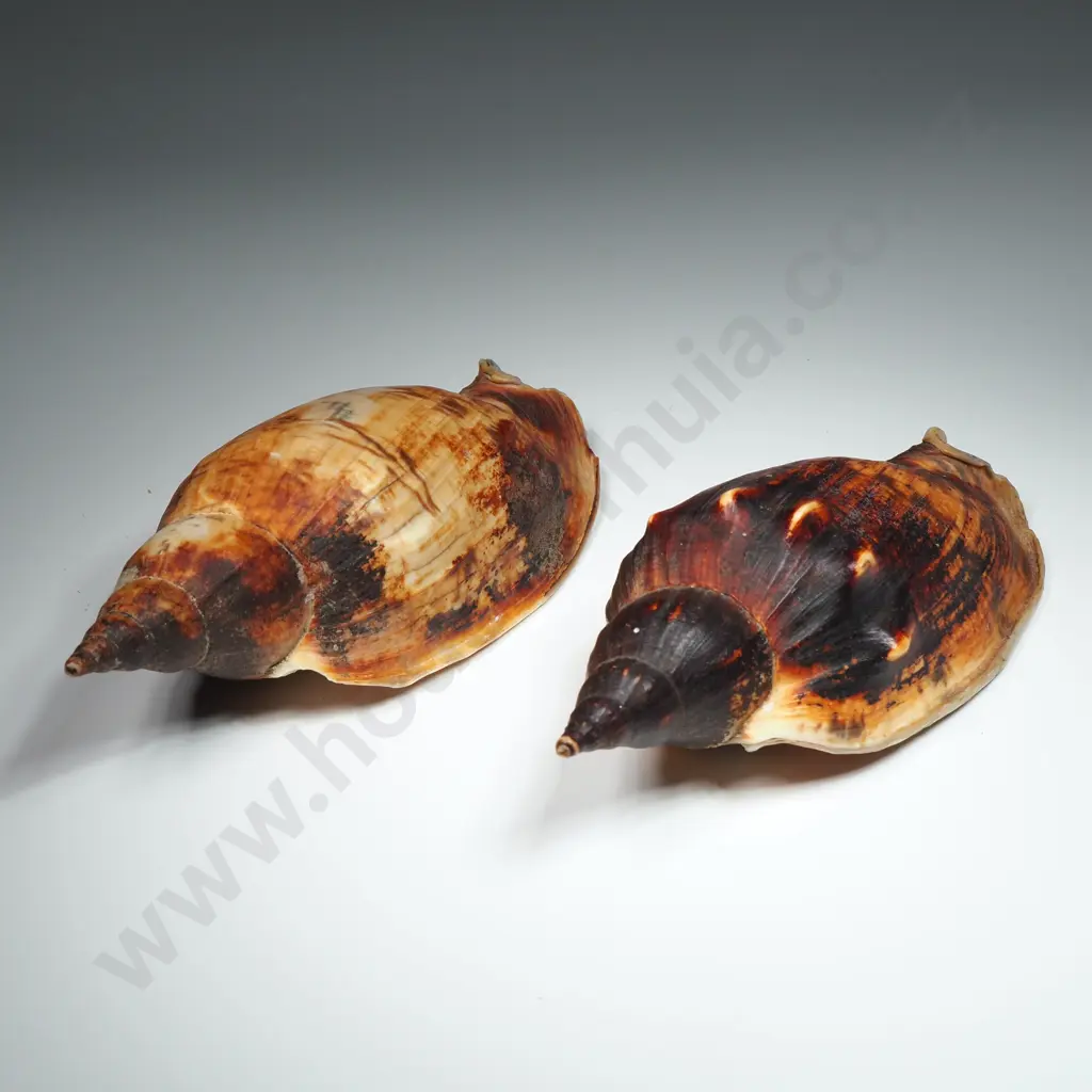 Volute Sea Shells (2) - 120mm Image 1++