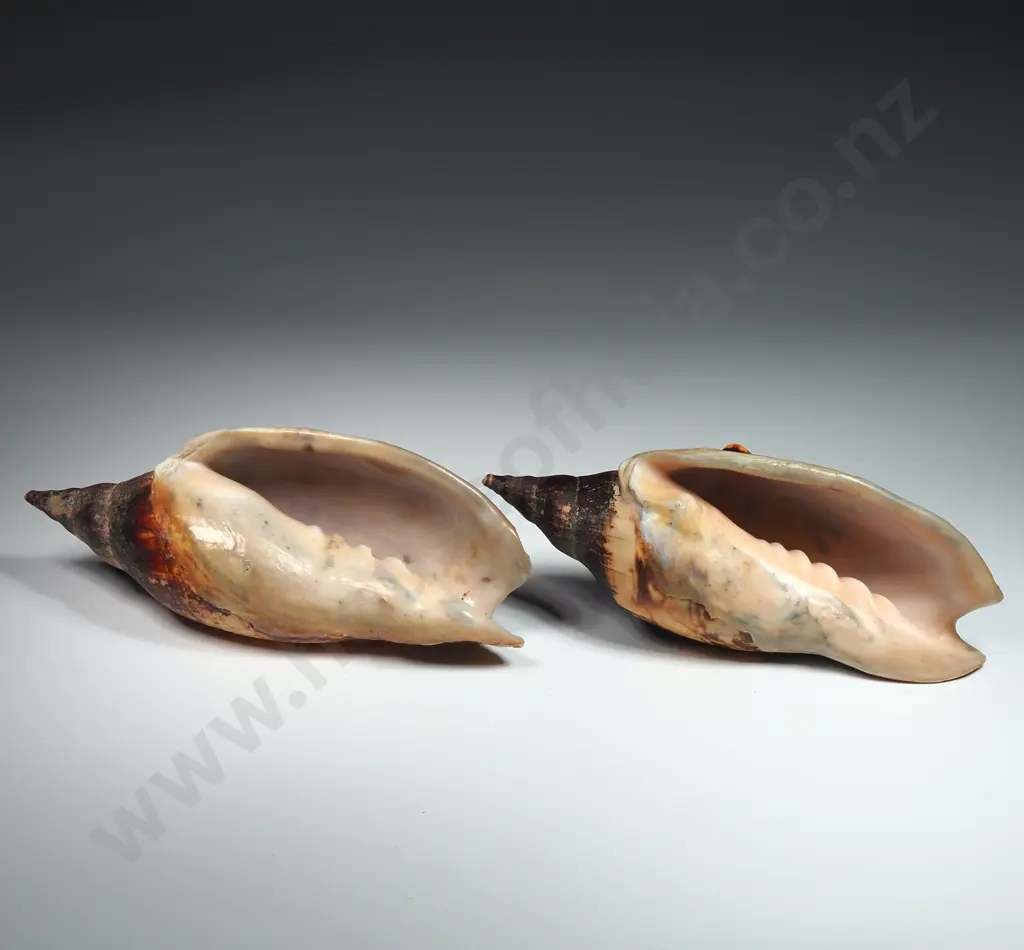 Volute Sea Shells (2) - 120mm Image 1++