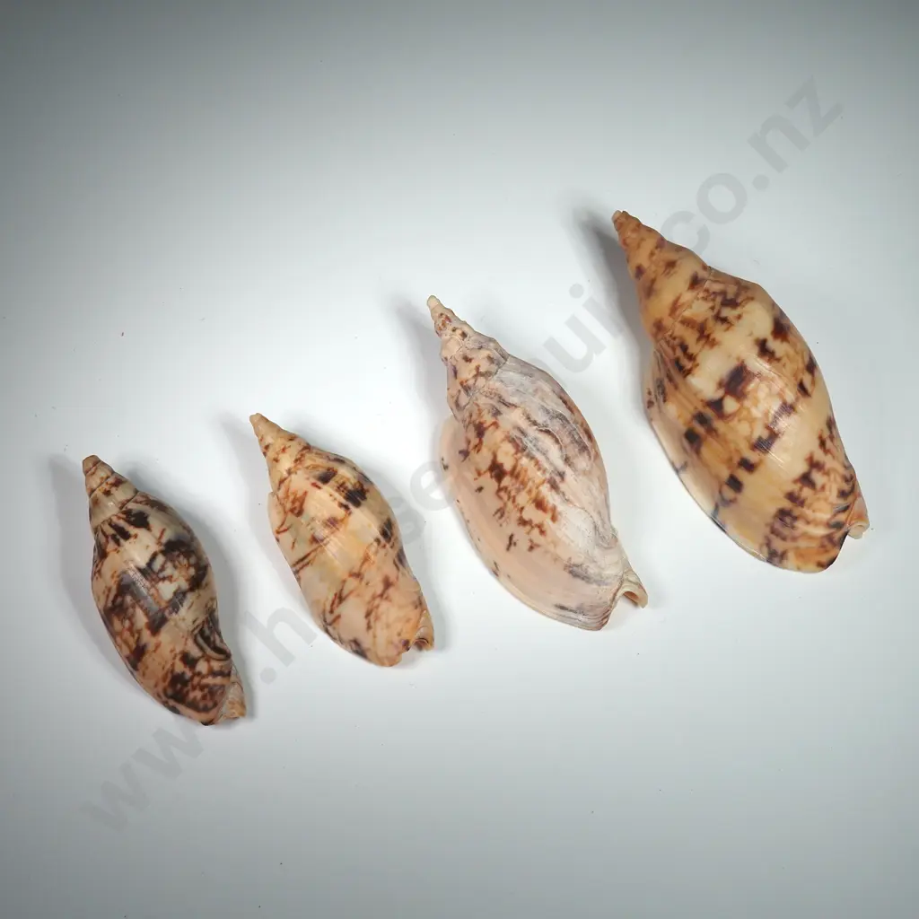 Volute Sea Shells (3) - 70mm to 100mm Image 1++