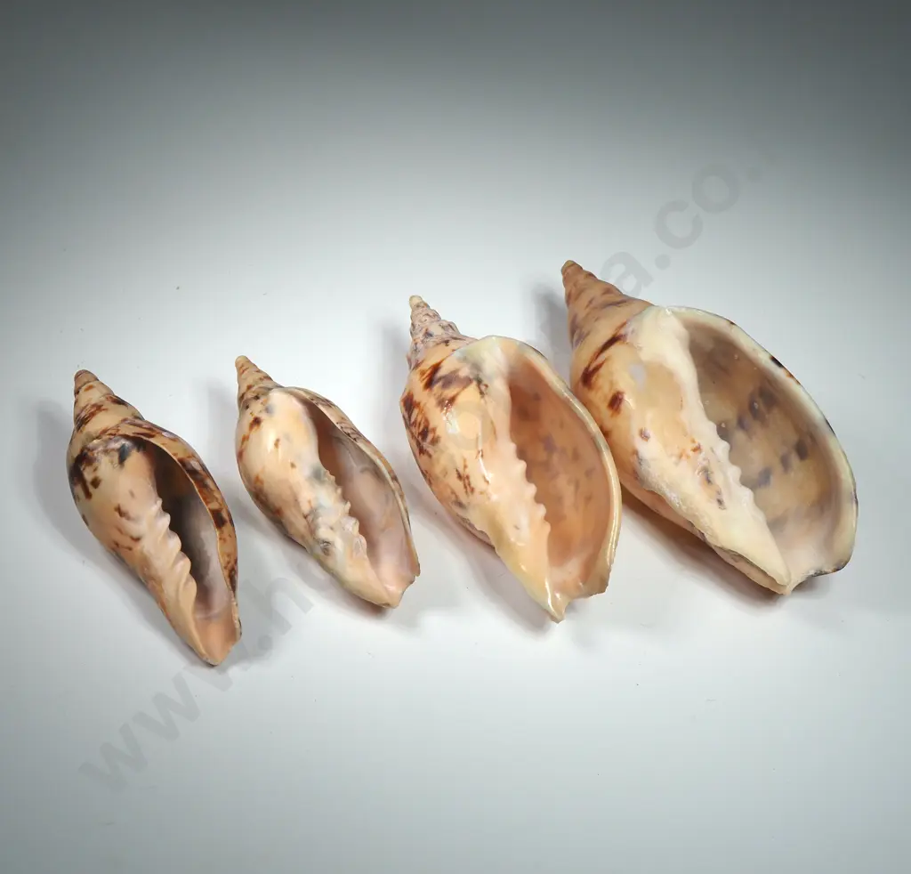 Volute Sea Shells (3) - 70mm to 100mm Image 1++