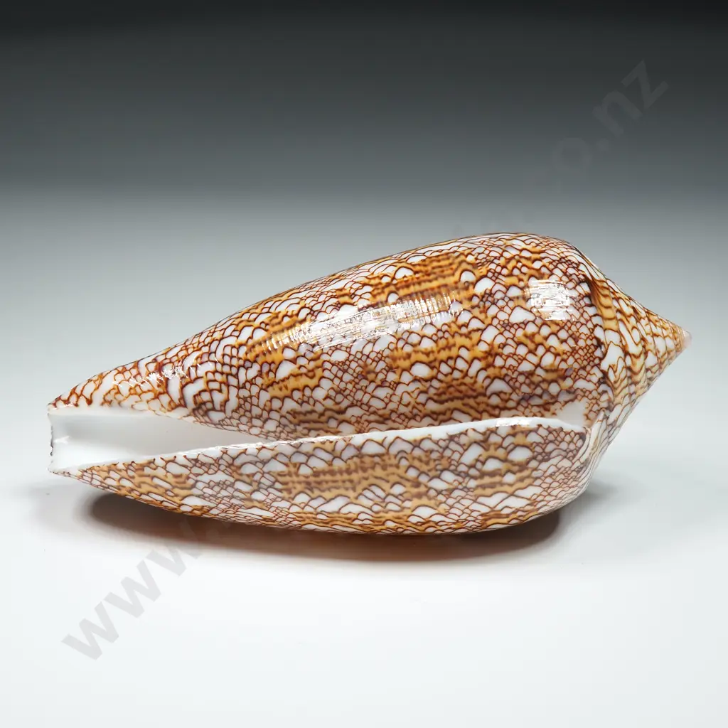 Textile Cone Sea Shell - 90mm Image 1++