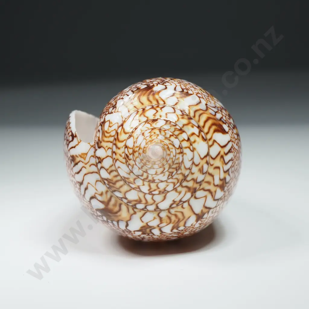 Textile Cone Sea Shell - 90mm Image 1++