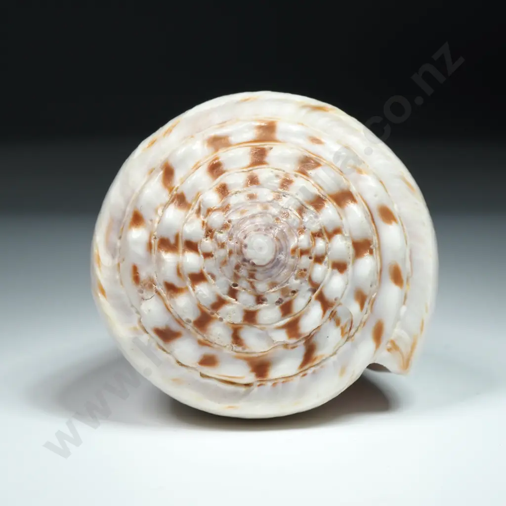 White Cone Sea Shell -110mm Image 1++