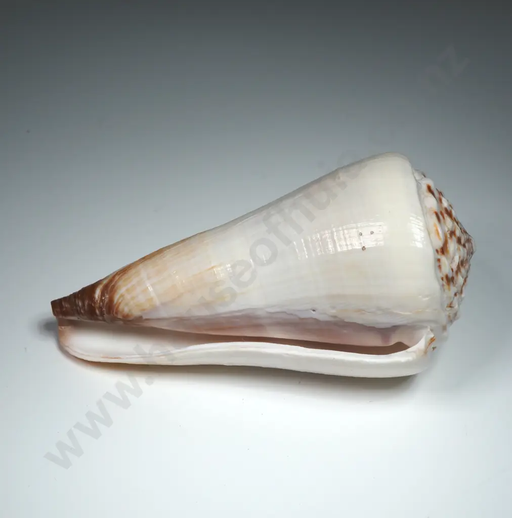 White Cone Sea Shell -110mm Image 1++