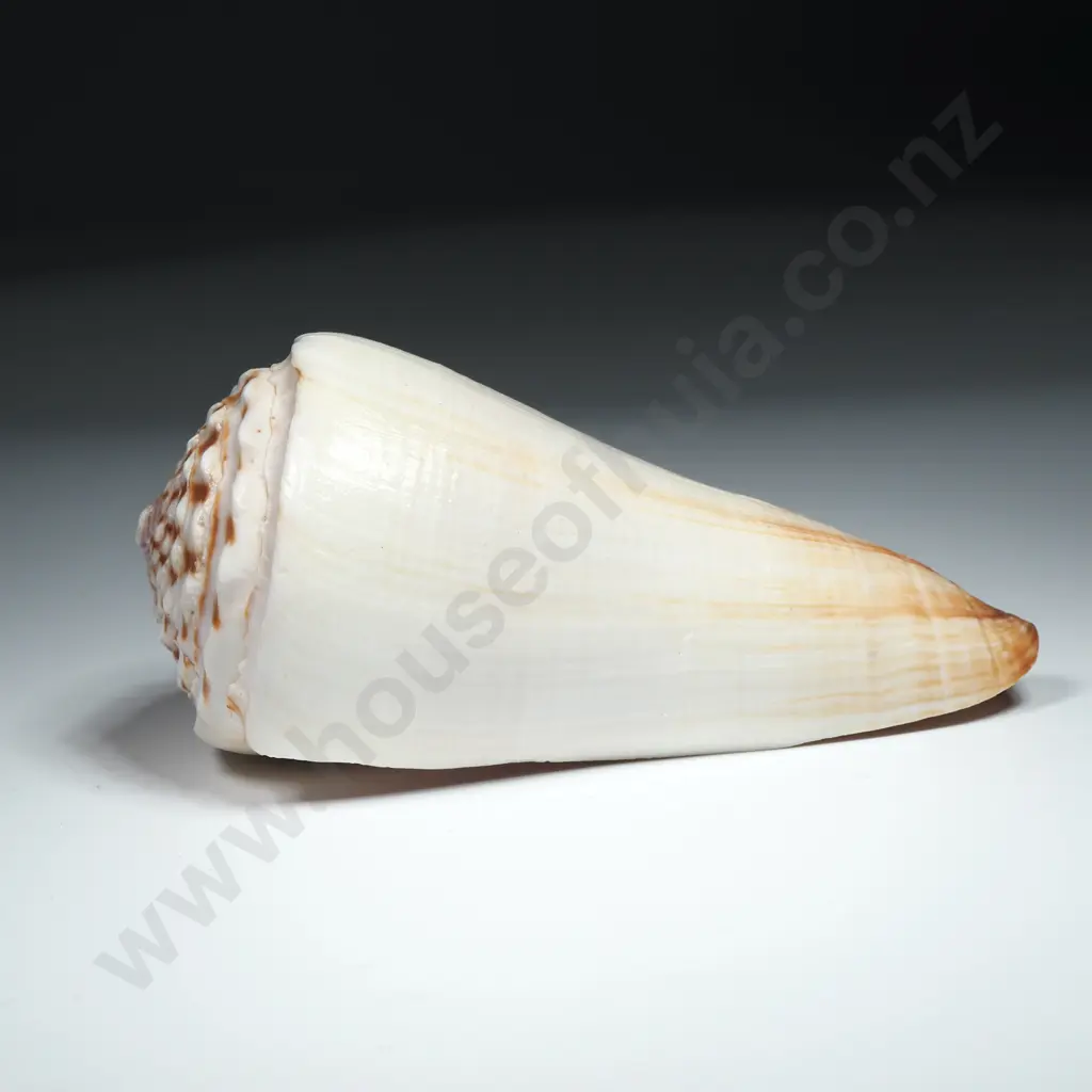 White Cone Sea Shell -110mm Image 1++