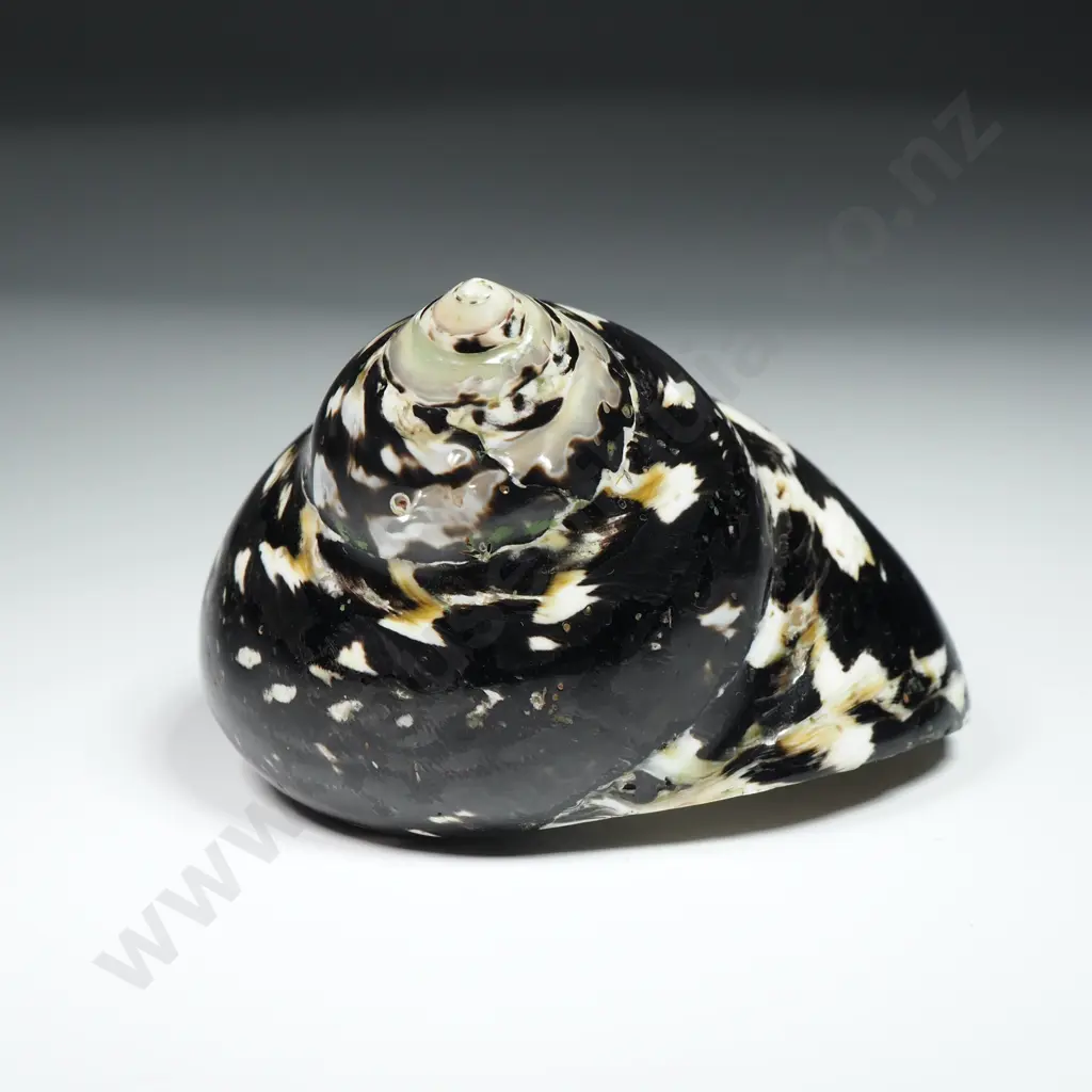 Polished - Turbo Pica Magpie Shell - 75mm Image 1++