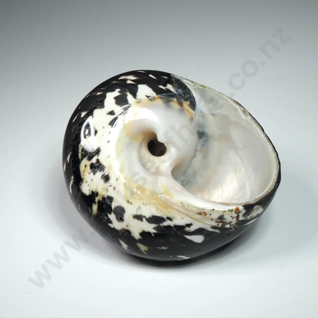 Polished - Turbo Pica Magpie Shell - 75mm Image 1++