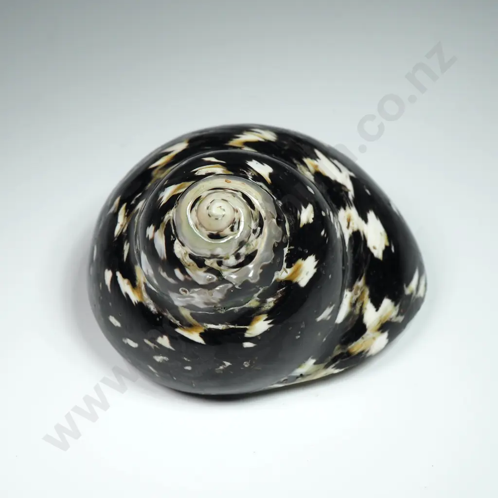 Polished - Turbo Pica Magpie Shell - 75mm Image 1++