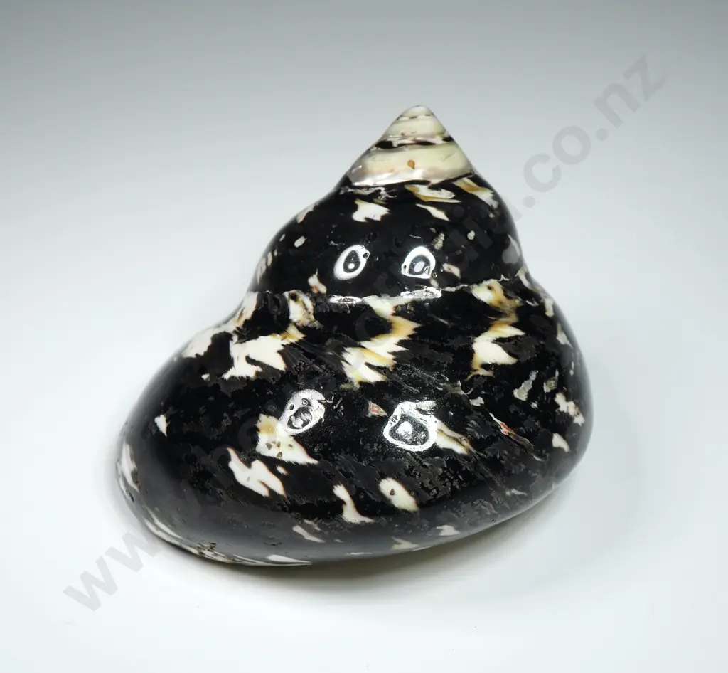 Polished - Turbo Pica Magpie Shell - 75mm Image 1++