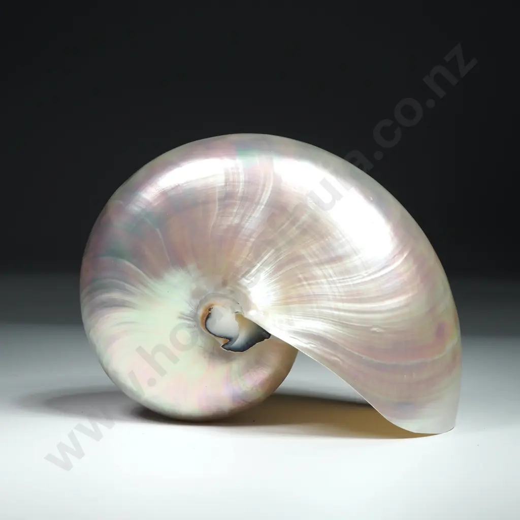 Polished - Peralised Chambered Mautilus Shell - 110mm Image 1++