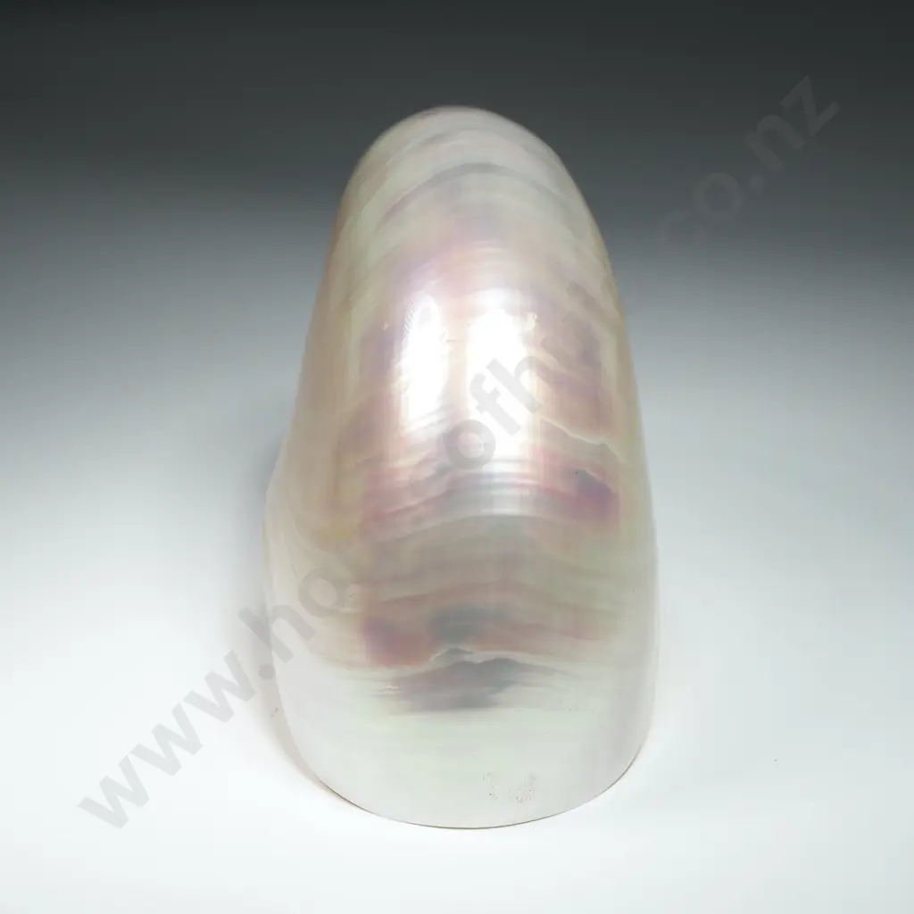 Polished - Peralised Chambered Mautilus Shell - 110mm Image 1++