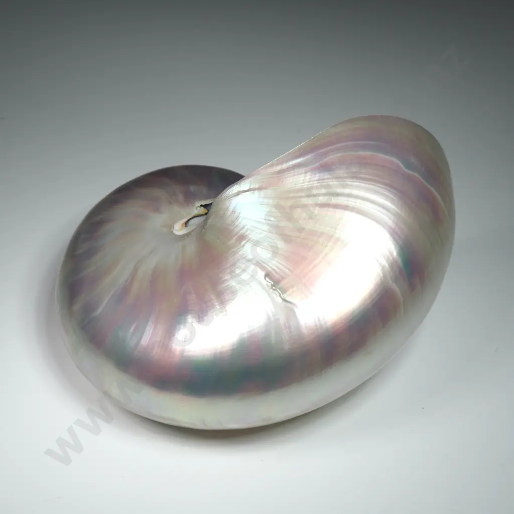 Polished - Peralised Chambered Mautilus Shell - 110mm Image 1++
