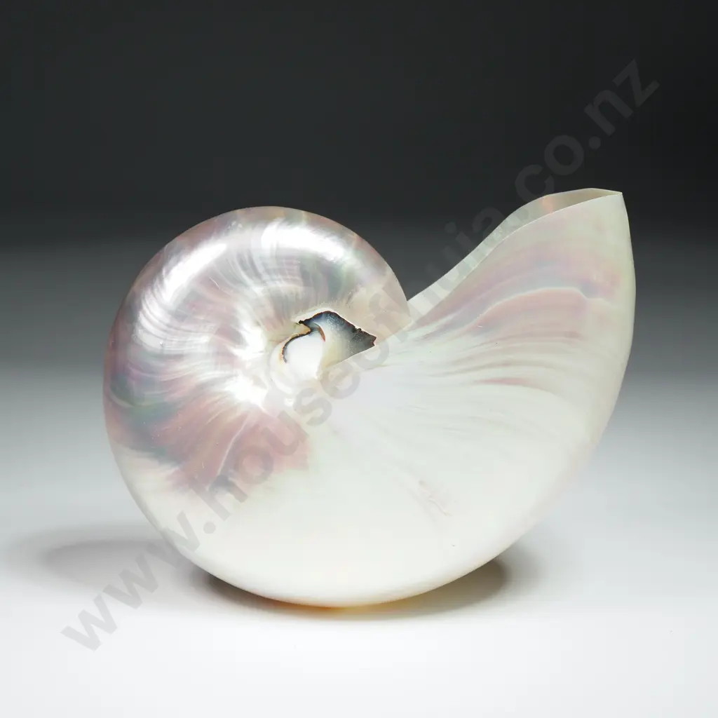 Polished - Peralised Chambered Mautilus Shell - 110mm Image 1++
