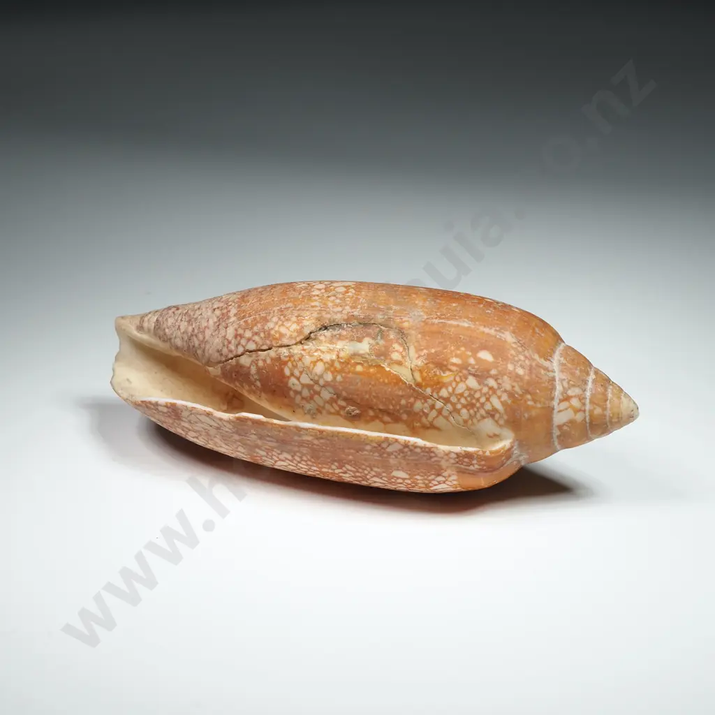 Textile Cone Sea Shell -110mm Image 1++