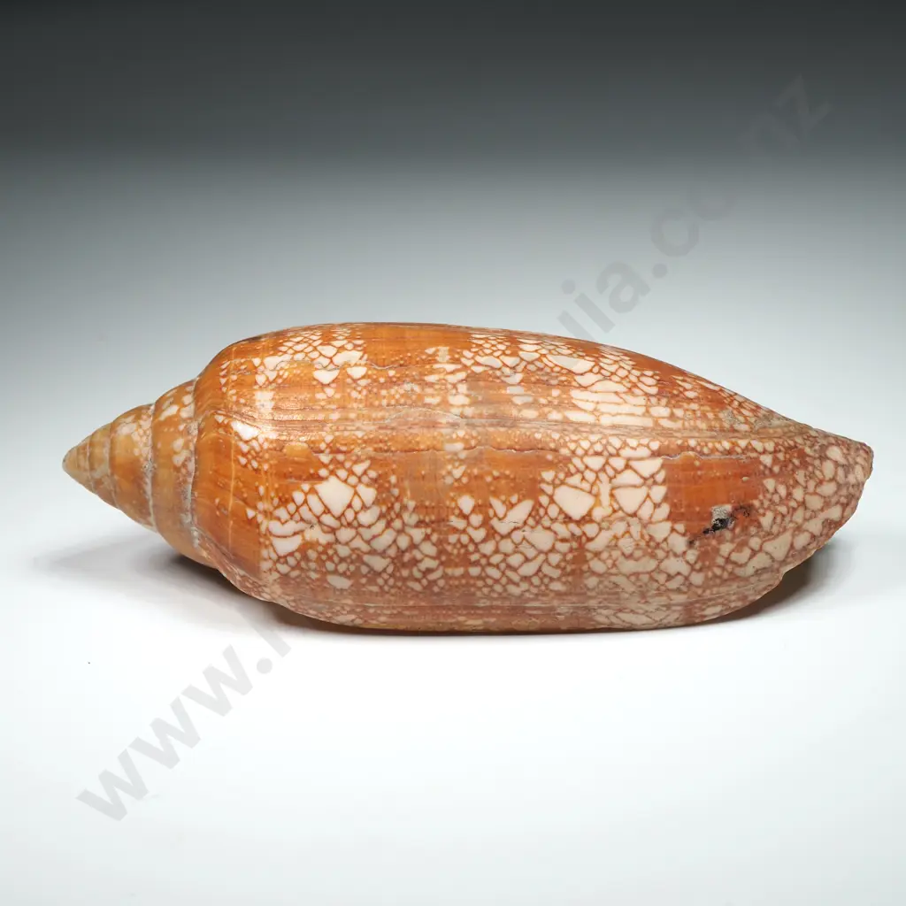 Textile Cone Sea Shell -110mm Image 1++