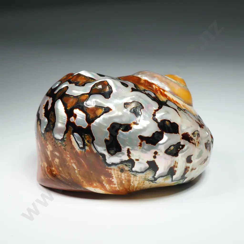 Polished - Turban Shell - 90mm Image 1++