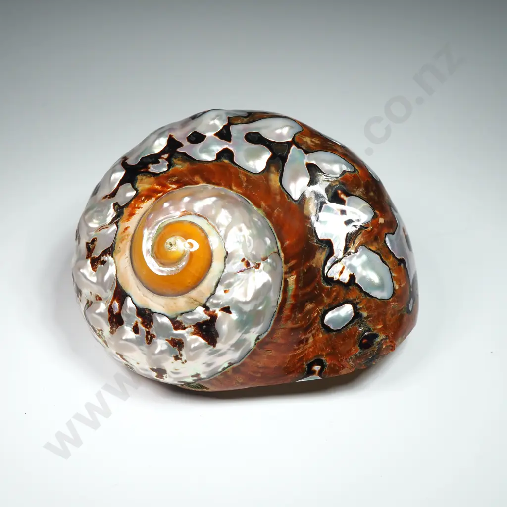 Polished - Turban Shell - 90mm Image 1++