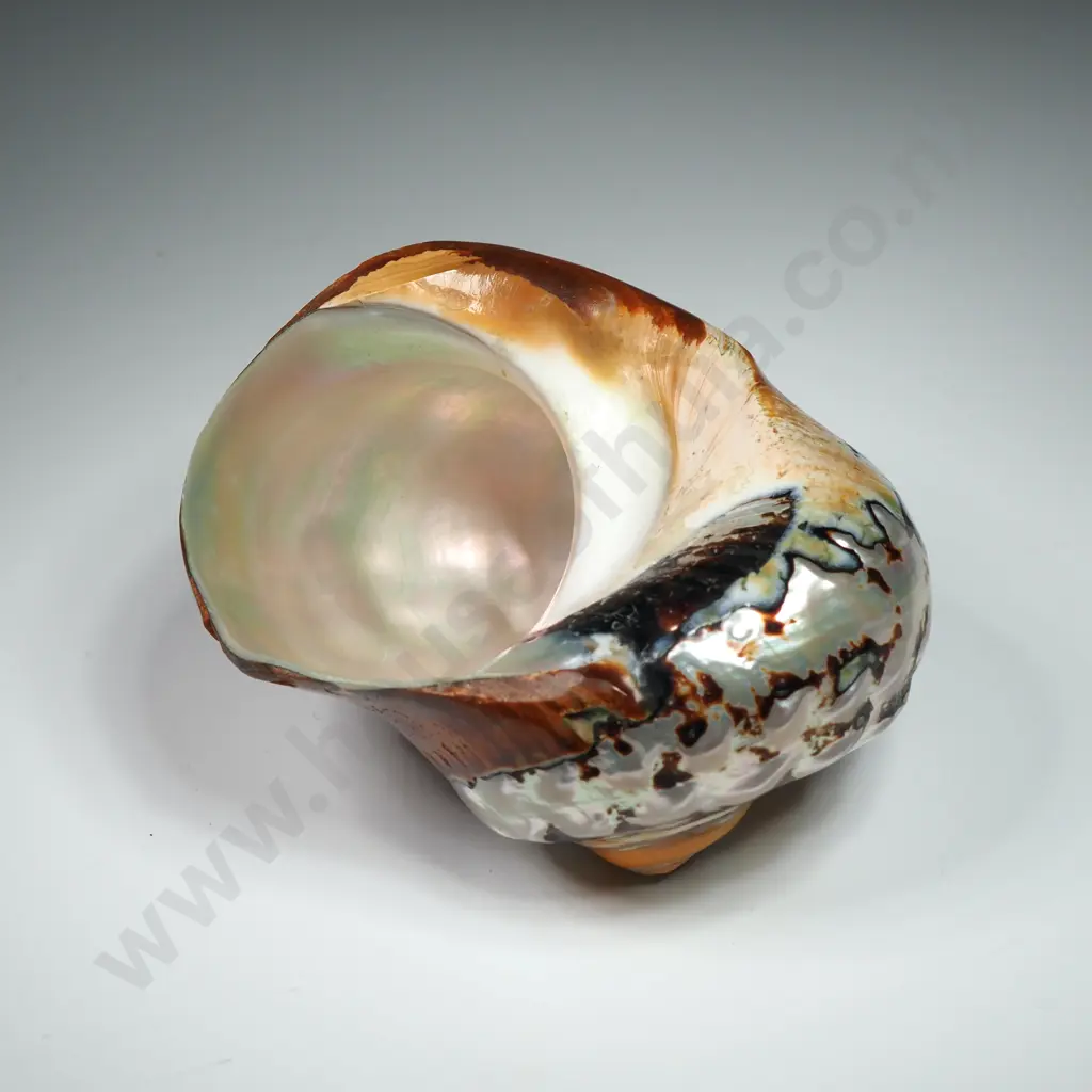 Polished - Turban Shell - 90mm Image 1++