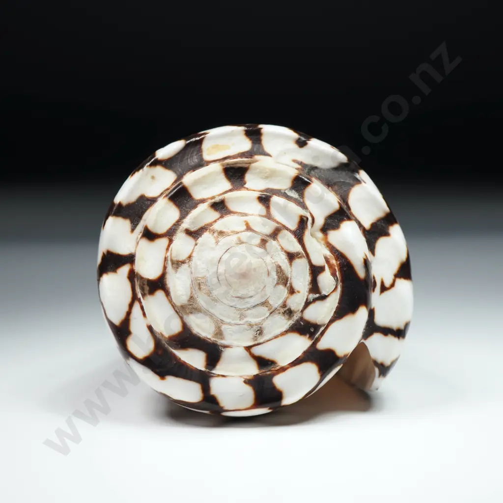 Marbled Cone Sea Shell - 90mm Image 1++