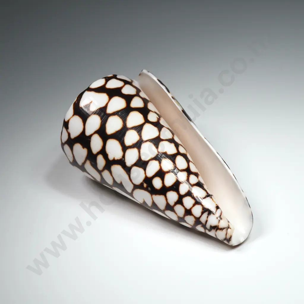 Marbled Cone Sea Shell - 90mm Image 1++