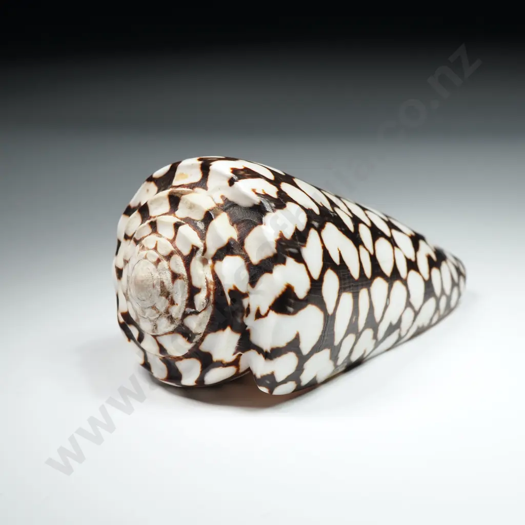 Marbled Cone Sea Shell - 90mm Image 1++