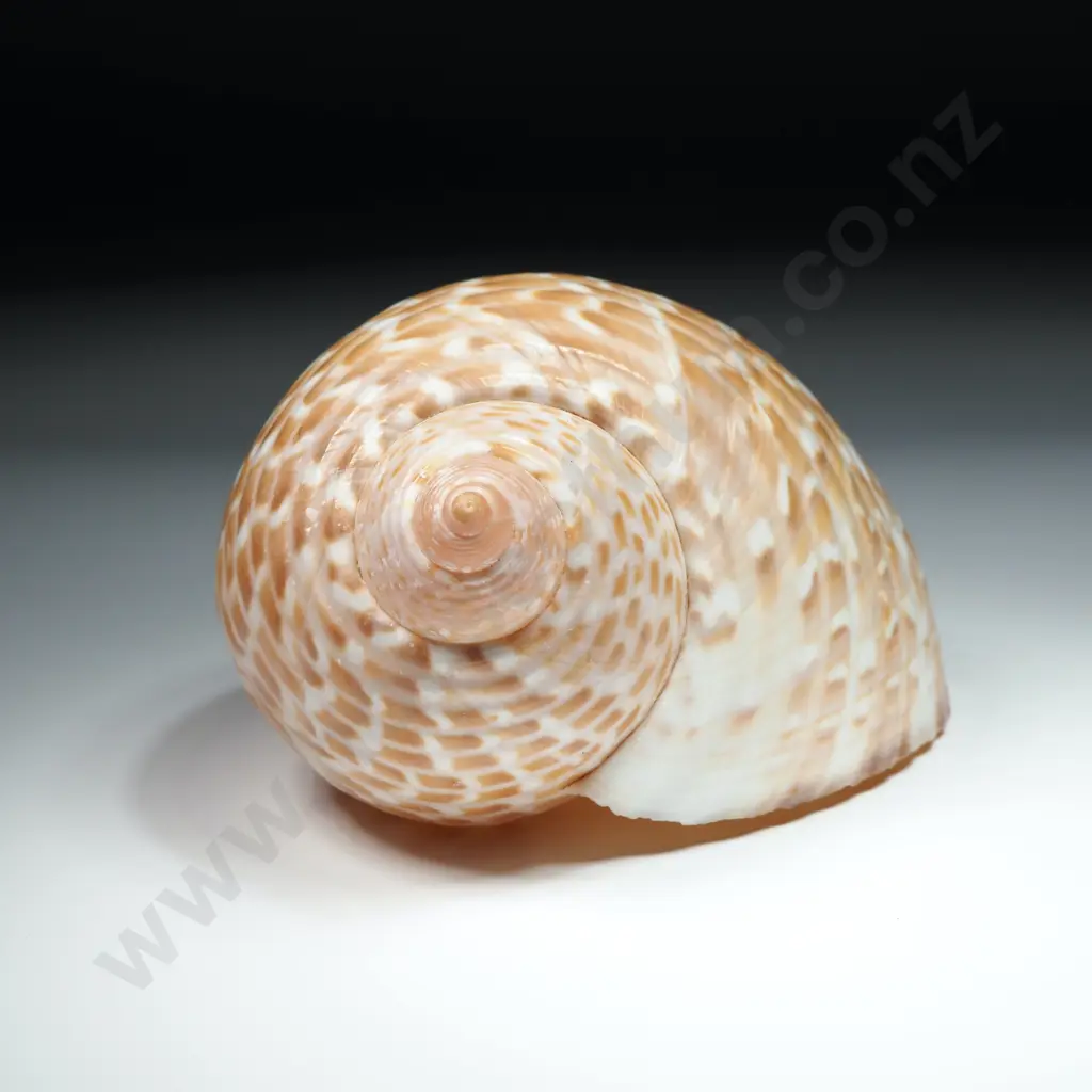 Partridge Tun Sea Shell -120mm Image 1++