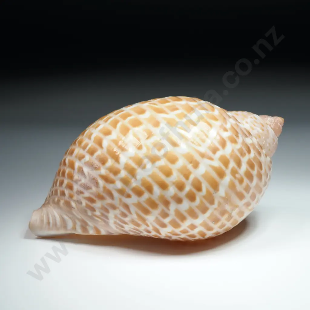 Partridge Tun Sea Shell -120mm Image 1++
