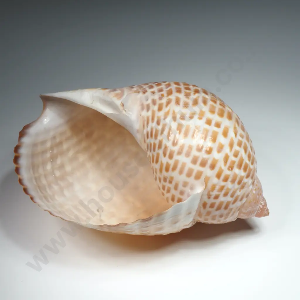 Partridge Tun Sea Shell -120mm Image 1++