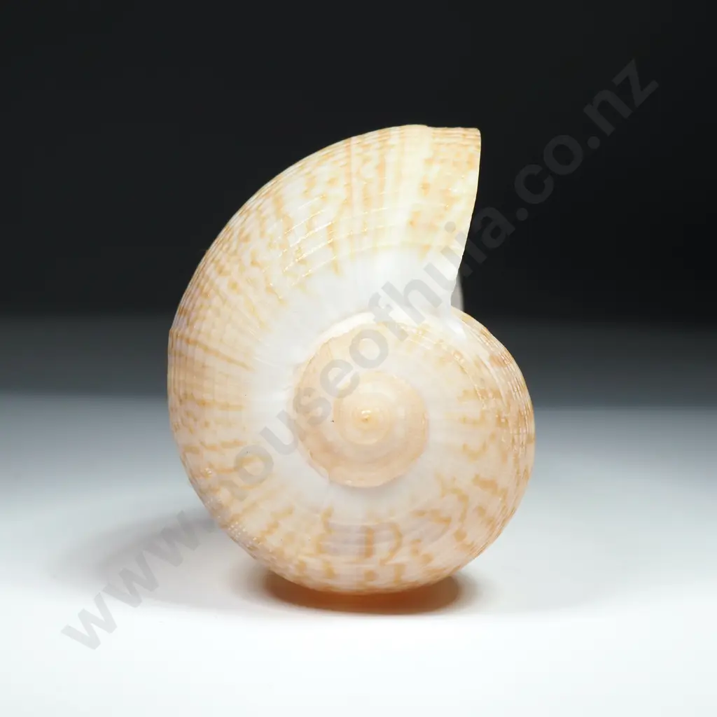 Ficidae (Fig Shell) - Pear-Shaped Shell - 150mm Image 1++