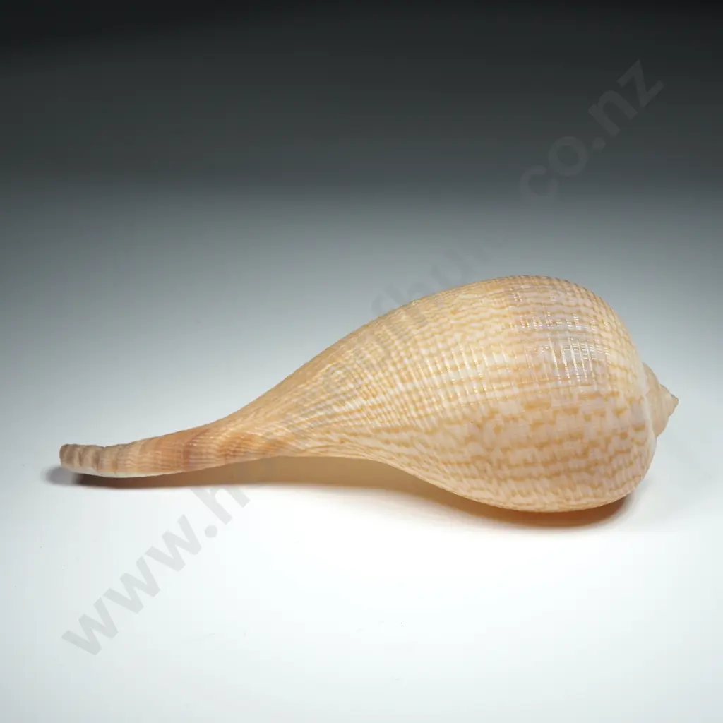 Ficidae (Fig Shell) - Pear-Shaped Shell - 150mm Image 1++