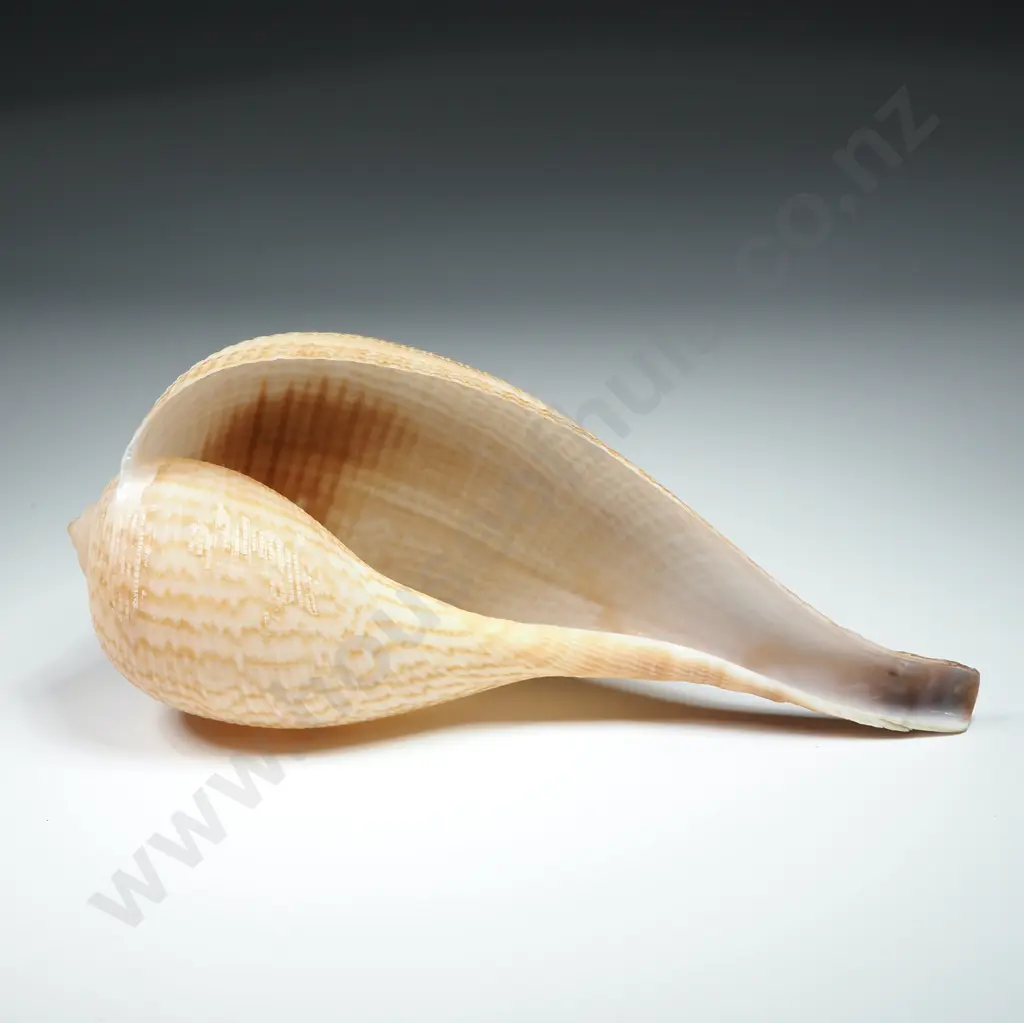 Ficidae (Fig Shell) - Pear-Shaped Shell - 150mm Image 1++