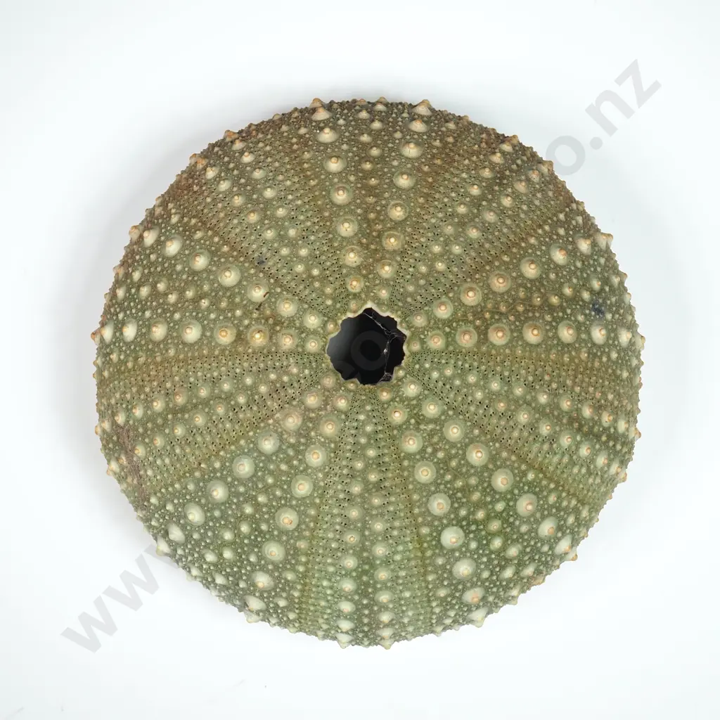 Kina Sea Urchin Shell - Endemic to New Zealand - 80mm Image 1++