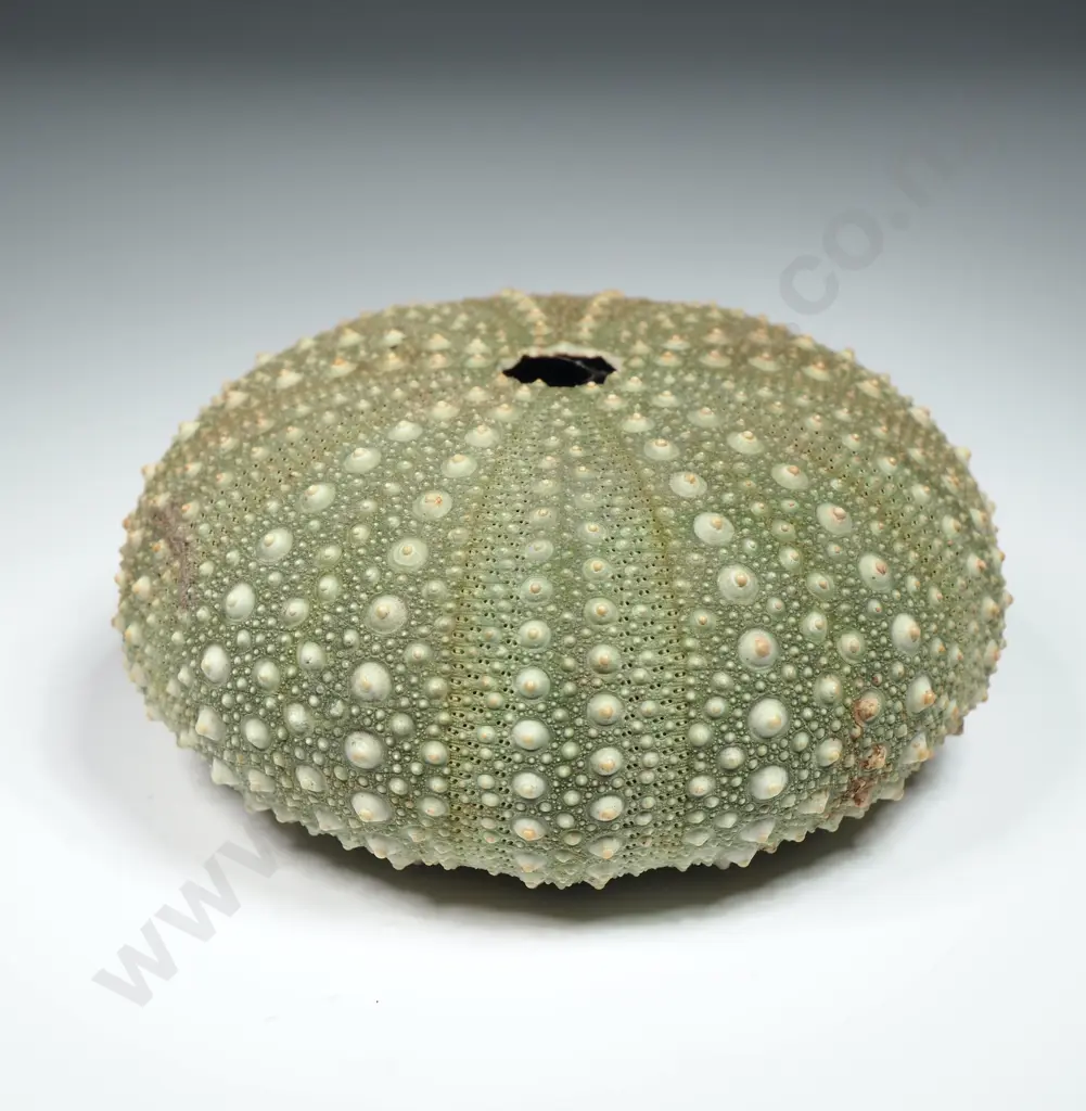 Kina Sea Urchin Shell - Endemic to New Zealand - 80mm Image 1++