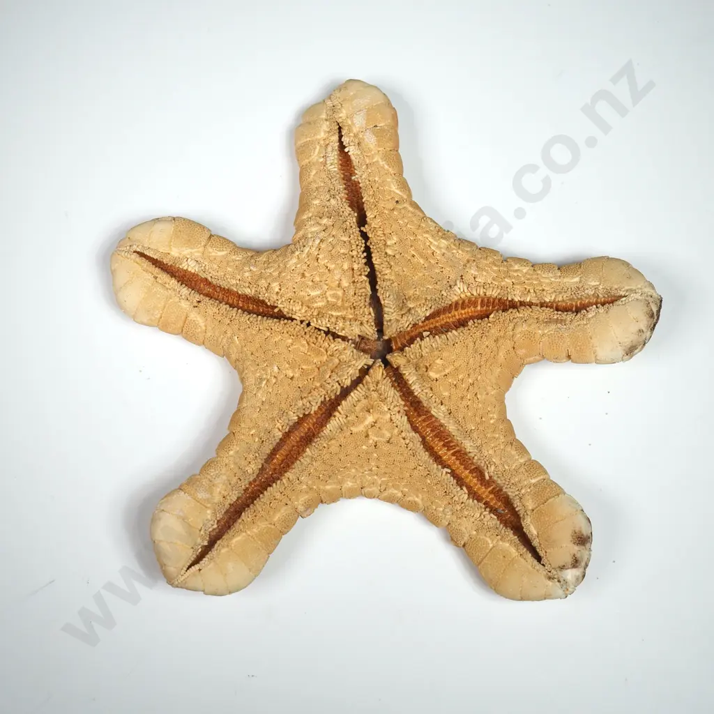 Dried Specimen of a Starfish - 100mm Image 1++