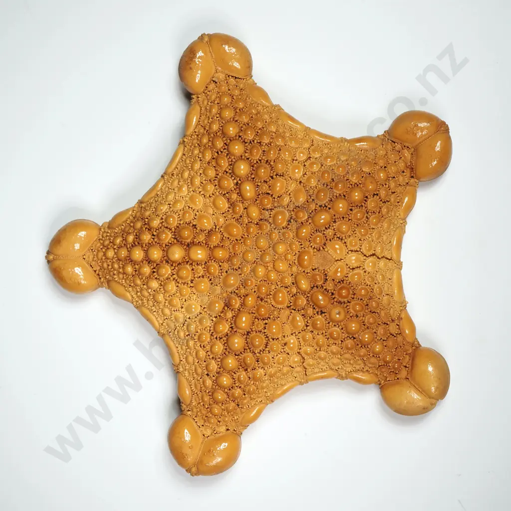 Dried Specimen of a Starfish - 100mm Image 1++