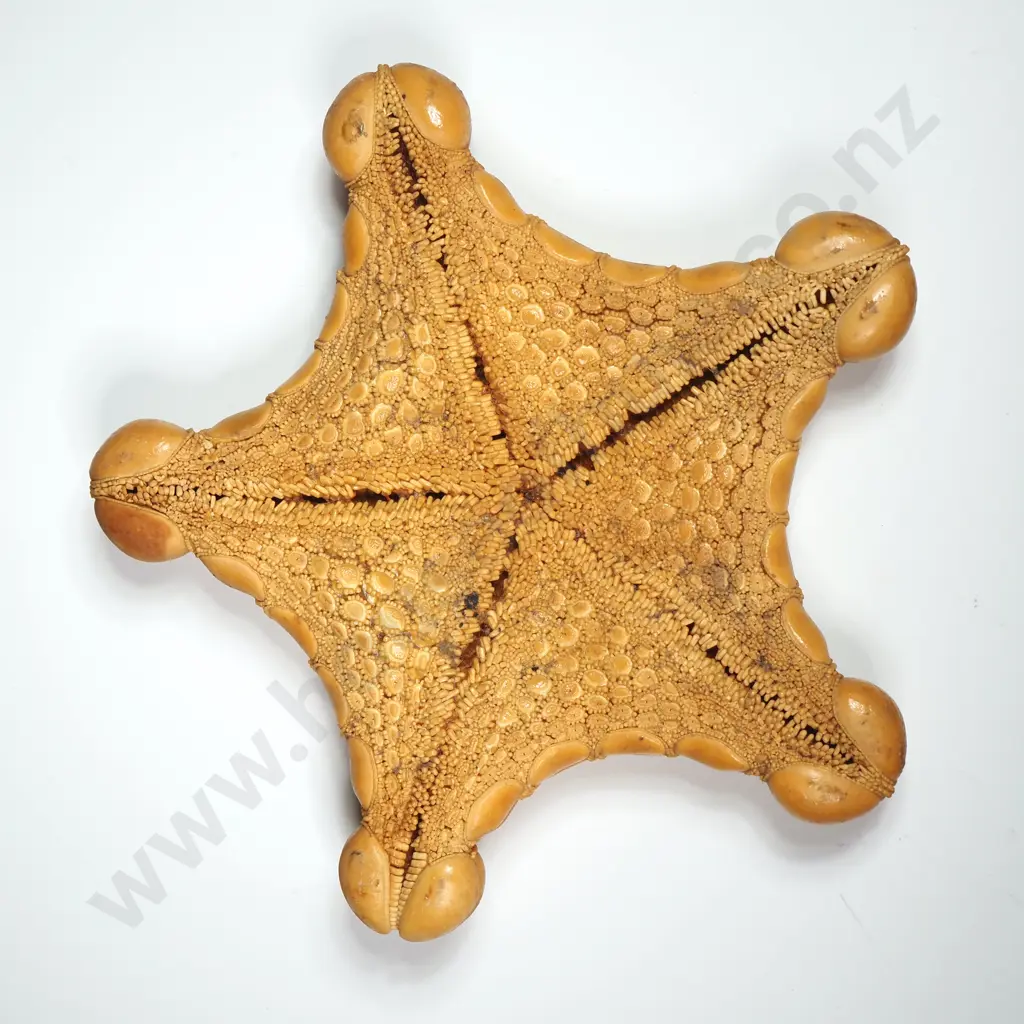 Dried Specimen of a Starfish - 100mm Image 1++
