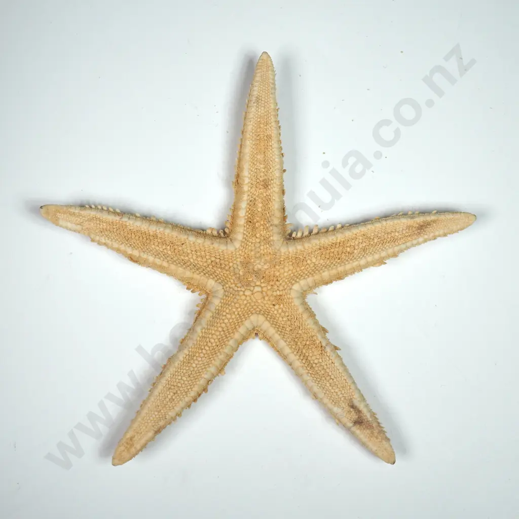 Dried Specimen of a Starfish - 90mm Image 1++