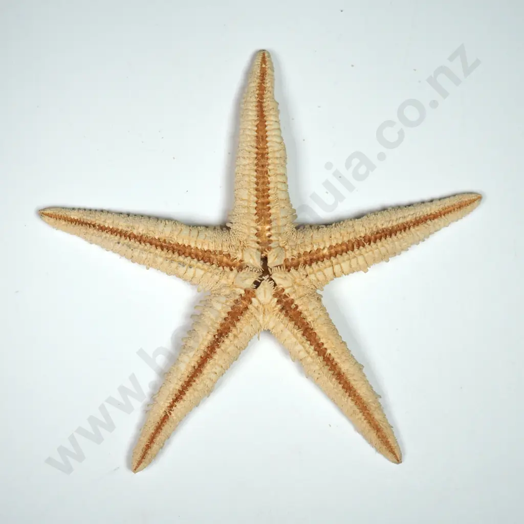 Dried Specimen of a Starfish - 90mm Image 1++