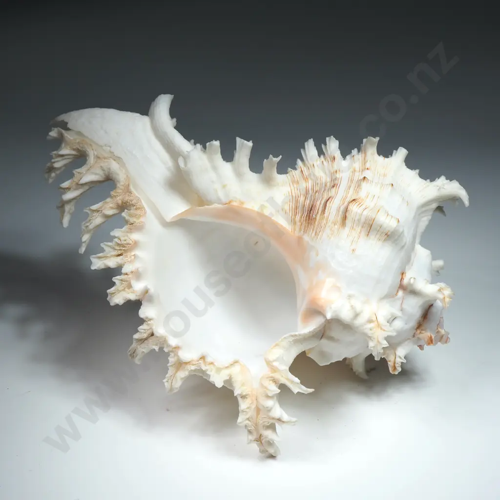 A Ramose Murex Sea Shell - 170mm Image 1++