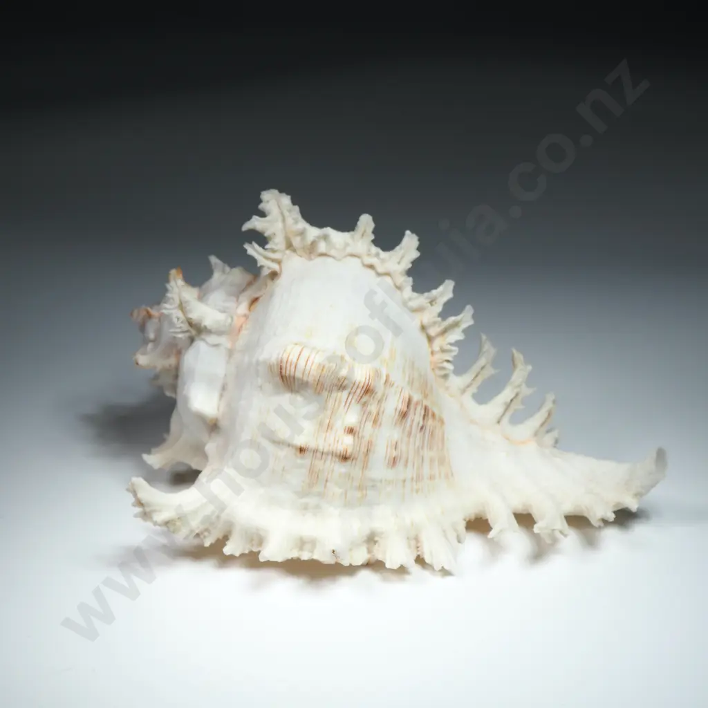 A Ramose Murex Sea Shell - 170mm Image 1++