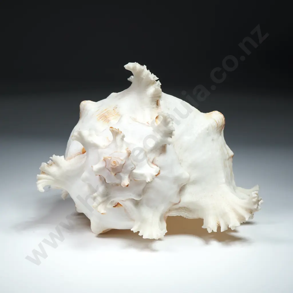 A Ramose Murex Sea Shell - 170mm Image 1++