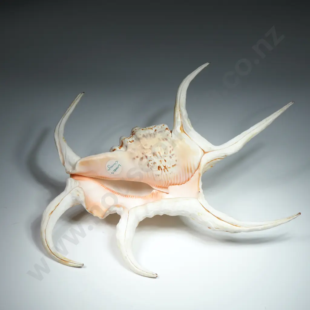 A Spider Conch Sea Shell - 220mm Image 1++