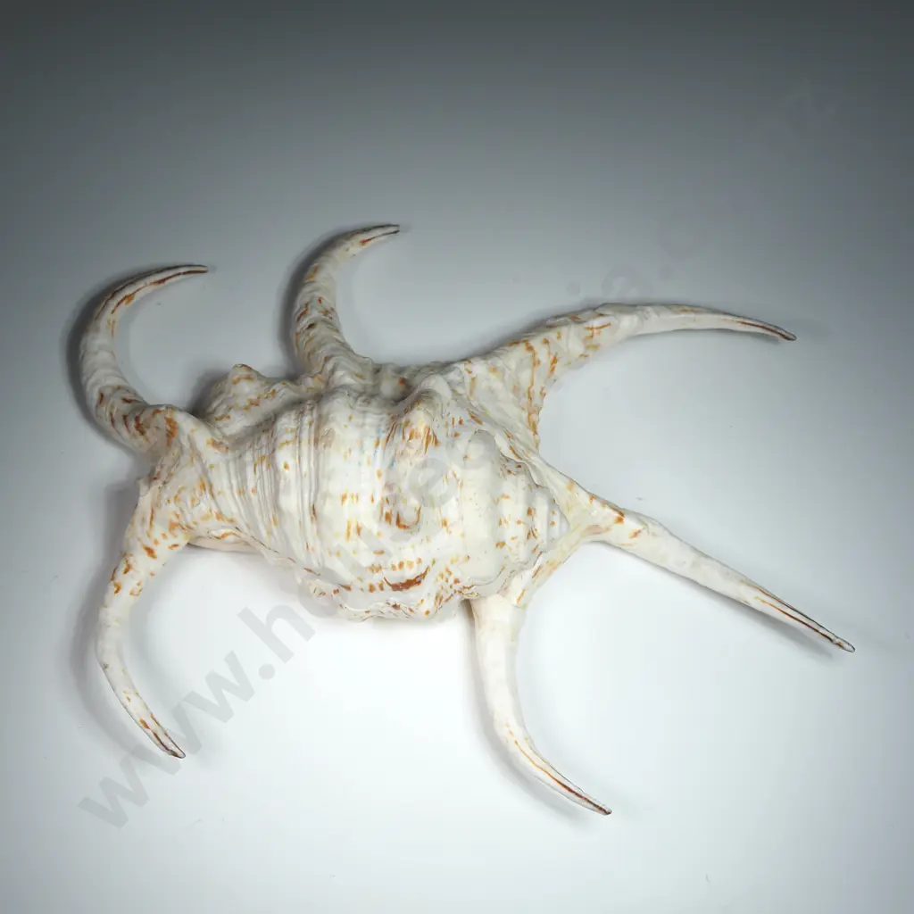 A Spider Conch Sea Shell - 220mm Image 1++