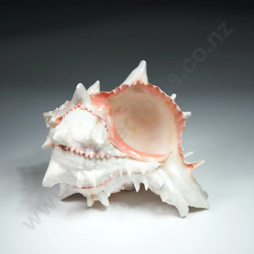 A Pink Murex Sea Shell - 130mm Image 1++
