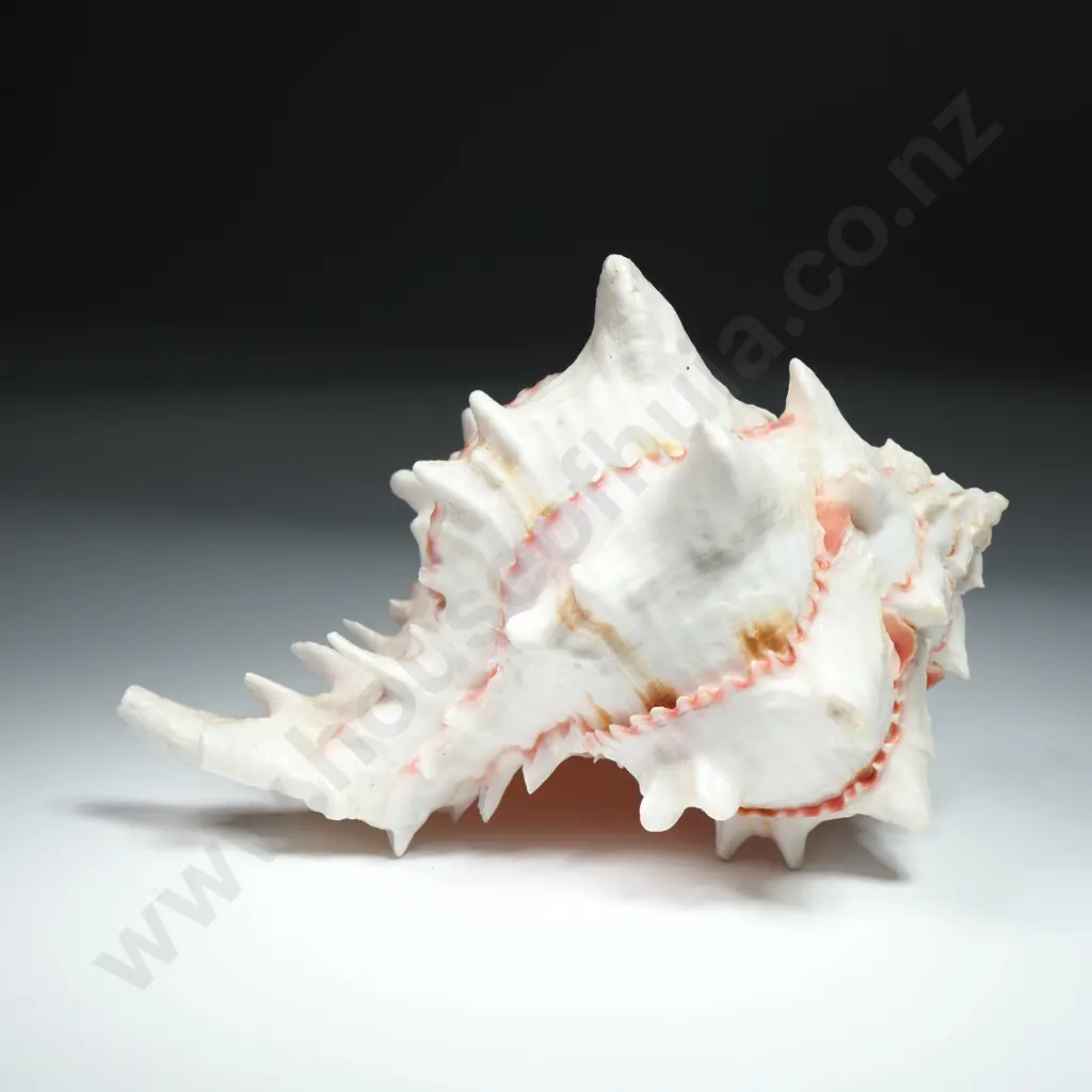 A Pink Murex Sea Shell - 130mm Image 1++