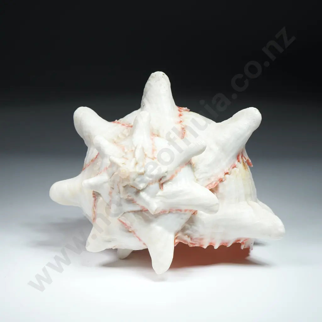 A Pink Murex Sea Shell - 130mm Image 1++